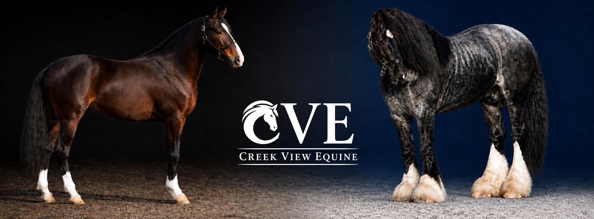 Creek View Equine Gypsy Vanner stallions