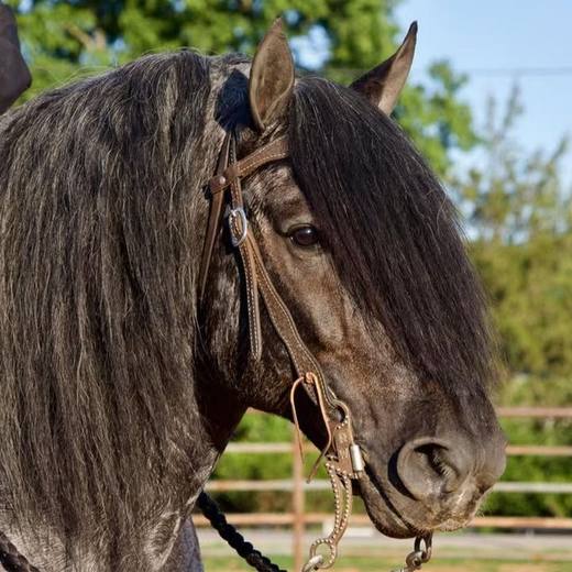 A Spark of Cosmic Blue, blue roan Gypsy Vanner stallion