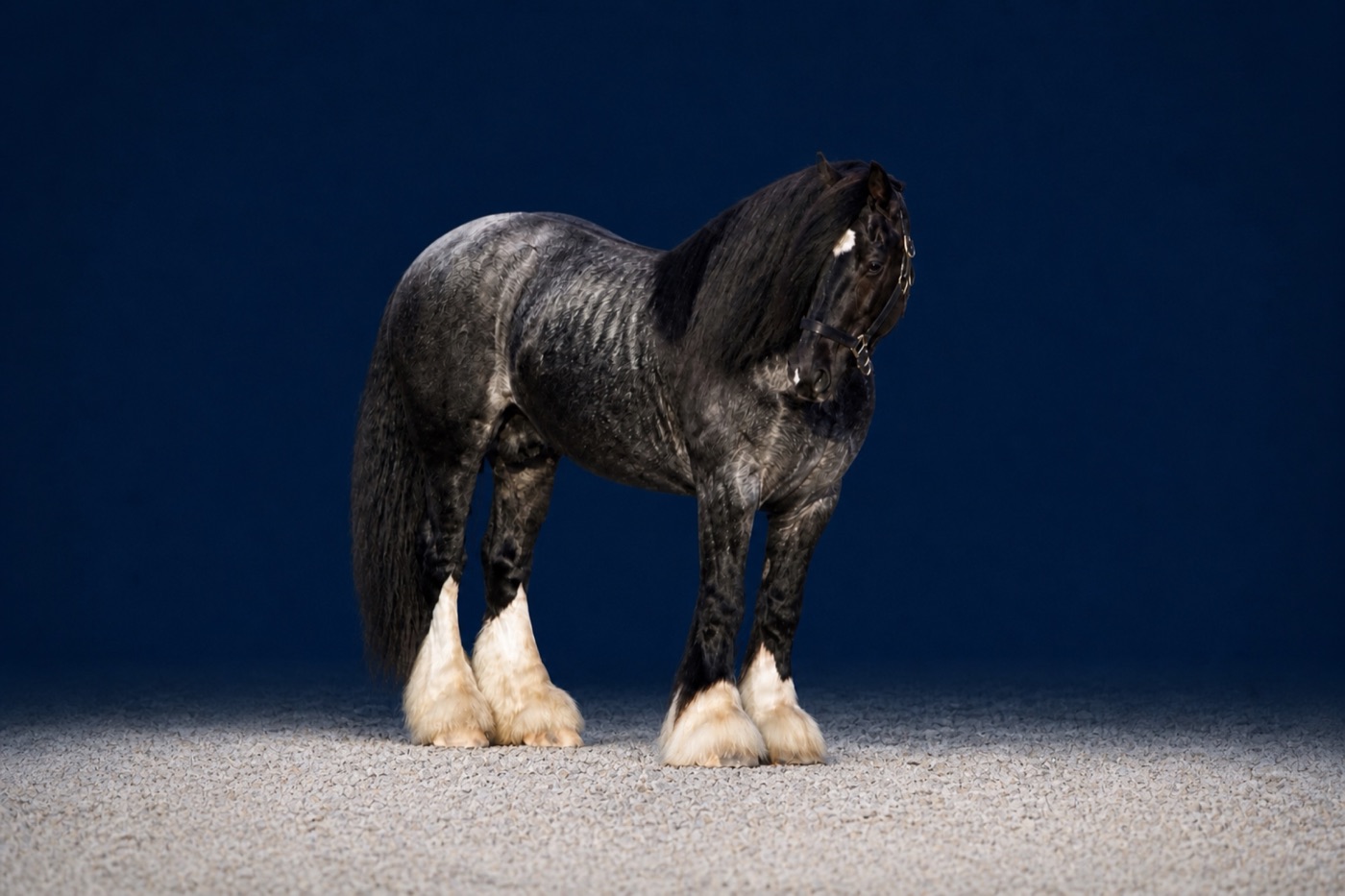 A Spark of Cosmic Blue, blue roan Gypsy Vanner stallion, studio portrait
