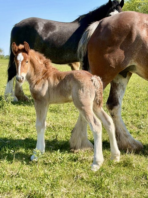 Creek View foal