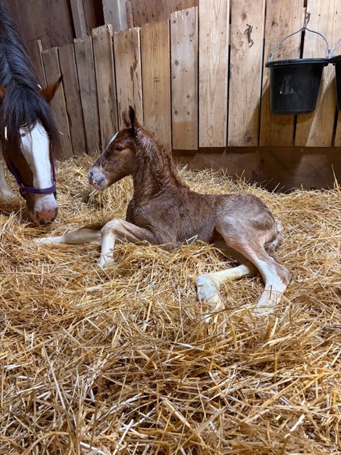 Creek View foal