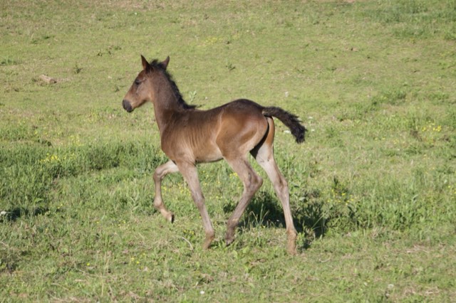 Creek View foal