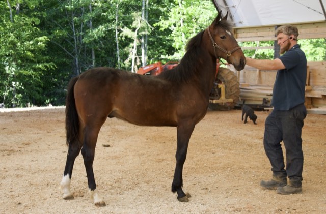 Creek View stallion